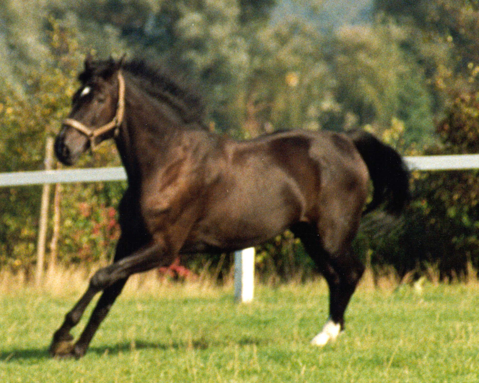 ehemalige Pferde Excalibur 1991